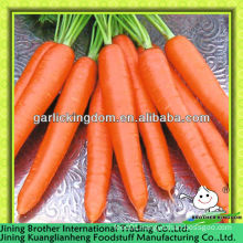China carrot low price